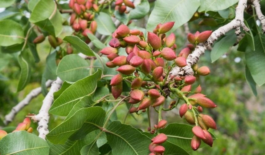 Beypazarı’nda Üreticiye Fırsat! Antep Fıstığı Fidanı Desteği Başladı