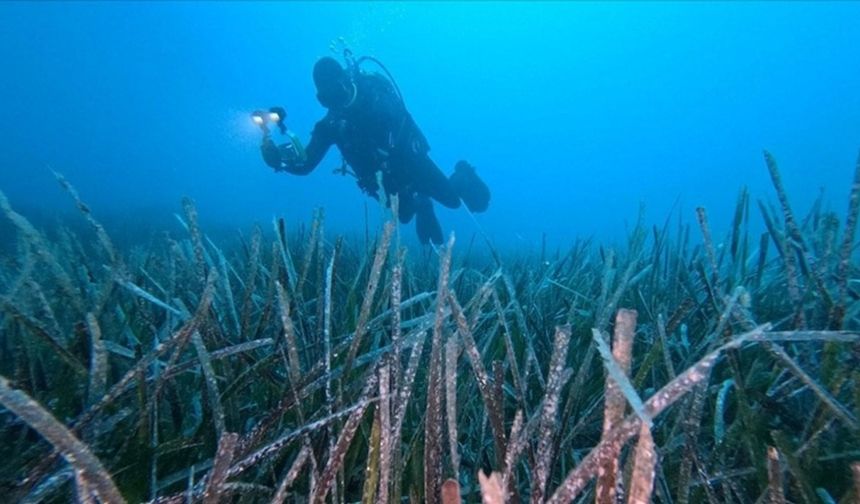 Fethiye-Göcek’te Deniz Çayırları Yeniden Canlanıyor