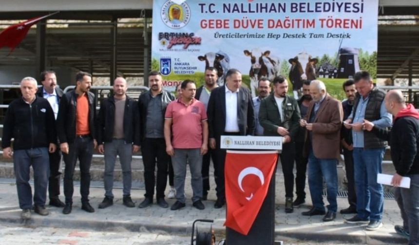 Nallıhan Belediyesi’nden Hayvancılığa Destek: 44 Gebe Düve Dağıtıldı