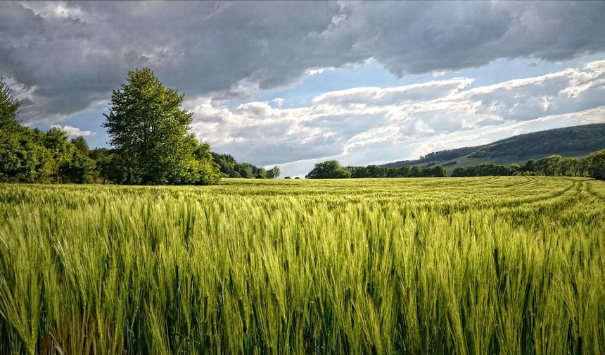 Ankara'da Dev Tarla Araba Fiyatına Satılacak: Mahkeme İstediği Rakamı Açıkladı