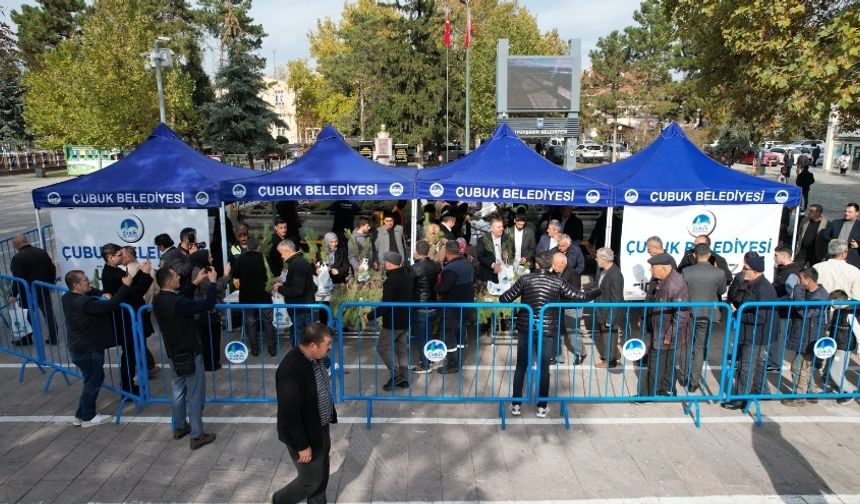 Çubuk’ta 5 Bin Çam Fidanı Vatandaşlara Ücretsiz Dağıtıldı