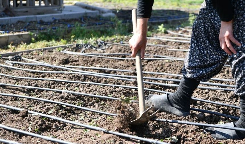 Mamak’ta Çoğaltılan Ata Tohumları Toprakla Buluşuyor