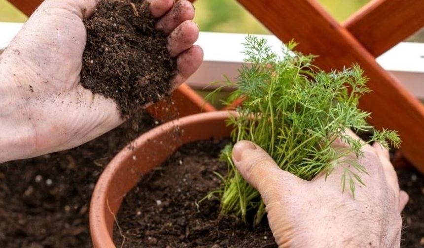 Dereotu Nasıl Yetiştirilir ve Bakımı Nasıl Olmalıdır?