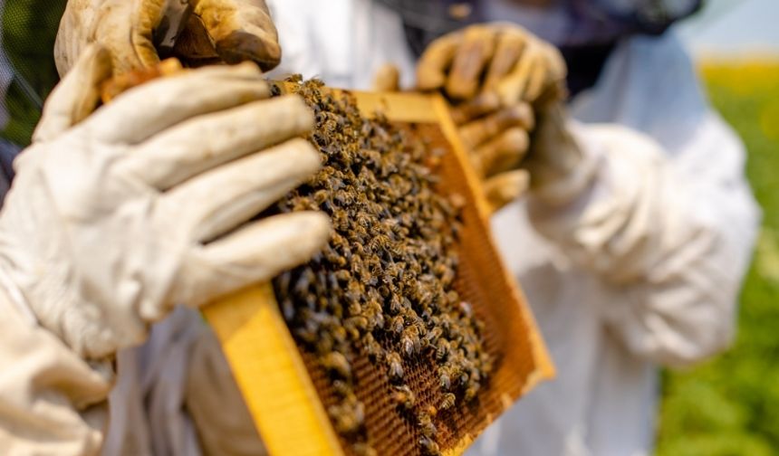 Kahramankazan’da Arıcılık Paneli: Bal Üretimi Masaya Yatırılacak