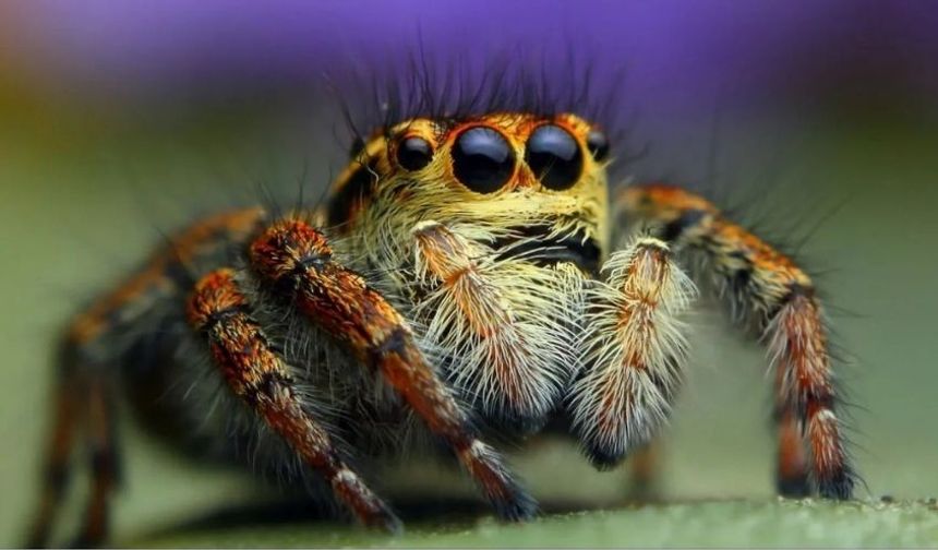 Türkiye’de Görülen En Tehlikeli 10 Örümcek Türü