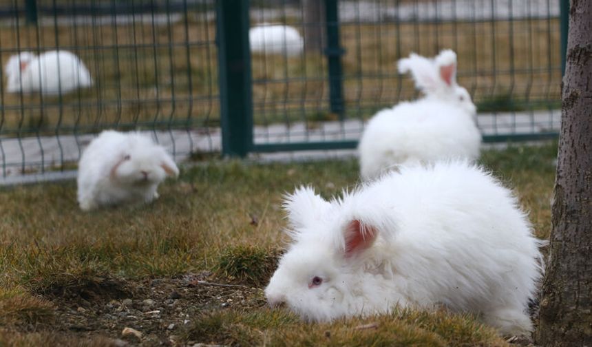 Ankara Tavşanı 300 Yıl Sonra Evine Döndü