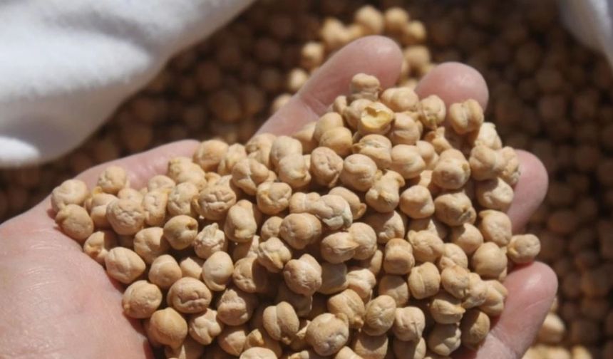 Beypazarı'nda Üreticiye Nohut Müjdesi: Başvurular Başladı