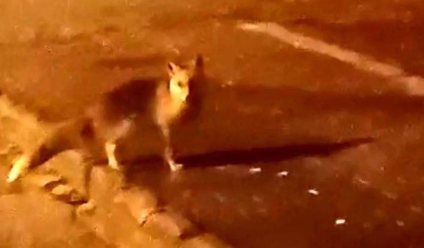 Elmadağ'da Aç Kalan Tilkiler Şehir Merkezine İndi