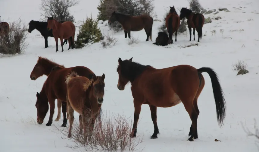 Doğayla Bütünleşen Yılkı Atları Beypazarı’nda Görüntülendi