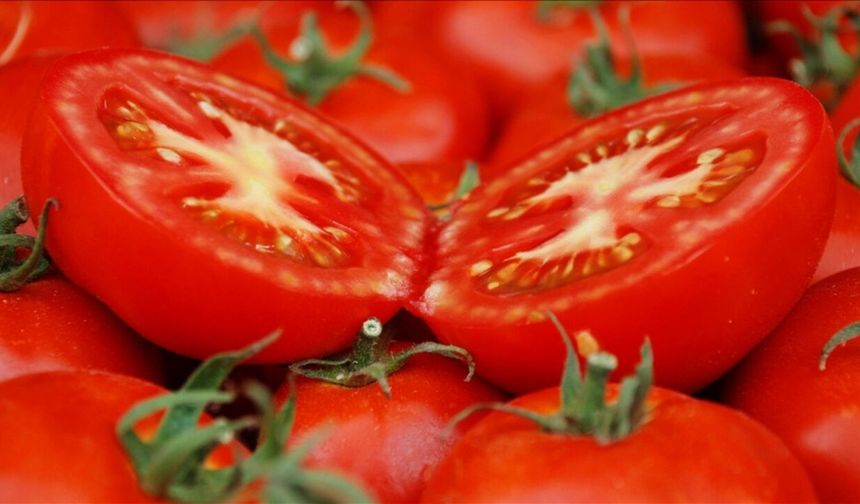 Ayaş Domatesi Dünyanın En İyi 10 Domatesi Arasına Girdi