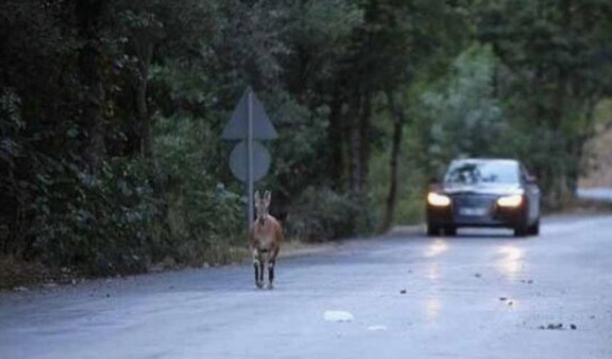 Beypazarı’nda Sürücülere Kritik Uyarı! Yola Her An Yaban Hayvanı Çıkabilir