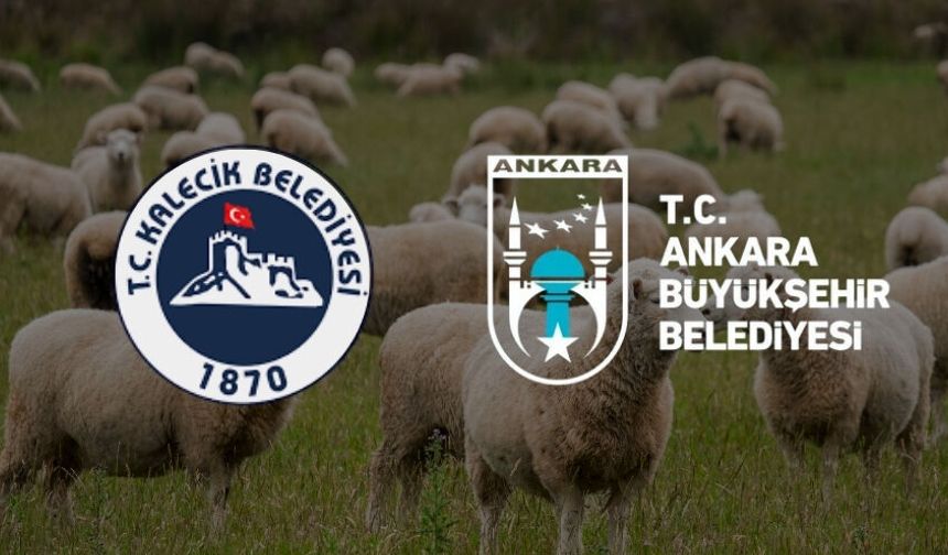 Kalecik’te Üreticilere Veteriner Desteği: Başvurular Başladı