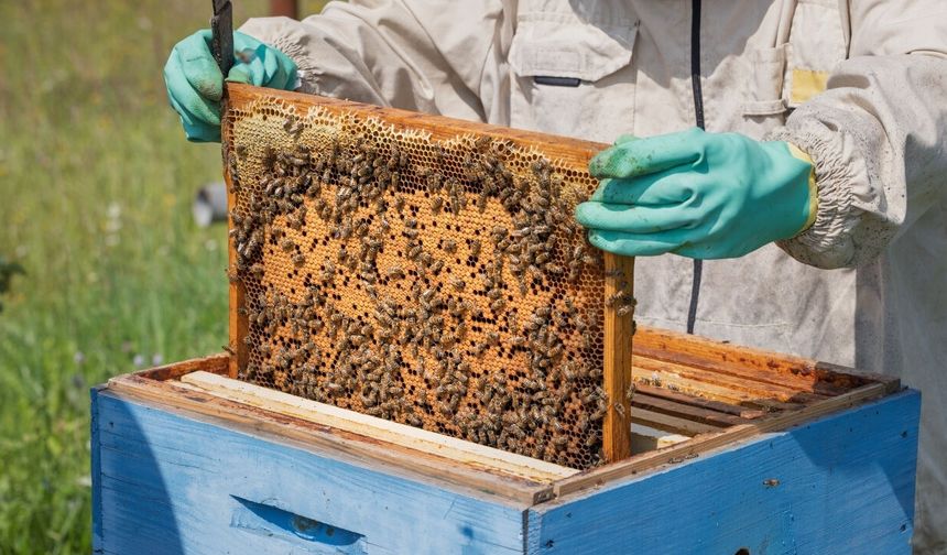 Kalecik’te Arıcılara Ücretsiz Eğitim ve Kıyafet Desteği