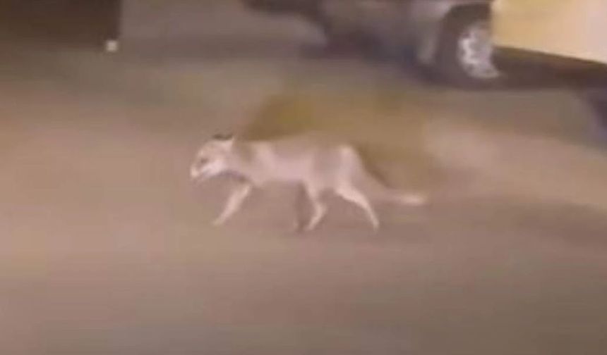 Beypazarı’nda Yiyecek Arayan Tilki Mahalle Arasında Görüntülendi