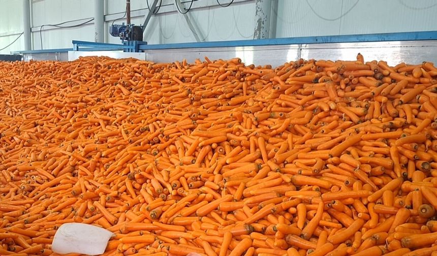 Beypazarı’nda Havuç Üretiminde Hedef 126 Bin Ton