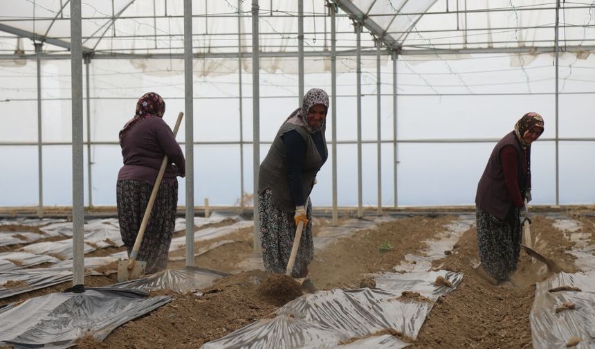 Çubuk Domatesinde Yeni Sezon Heyecanı Seralarda Başladı