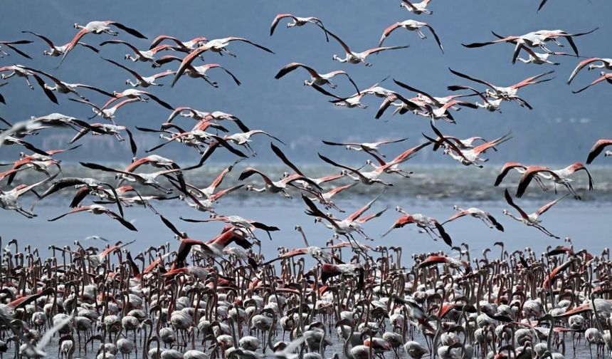 Kuşlar, Göç Zamanının Geldiğini Nasıl Anlıyor?