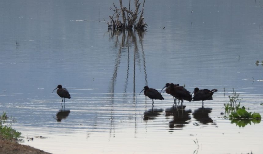 Koyunbaba Göleti'nde Baharın Gelişiyle Kuş Hareketliliği Arttı