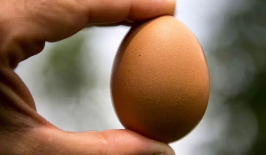 Yumurtayı Uçlarından Bastırarak Kırmak Neden Bu Kadar Zor?