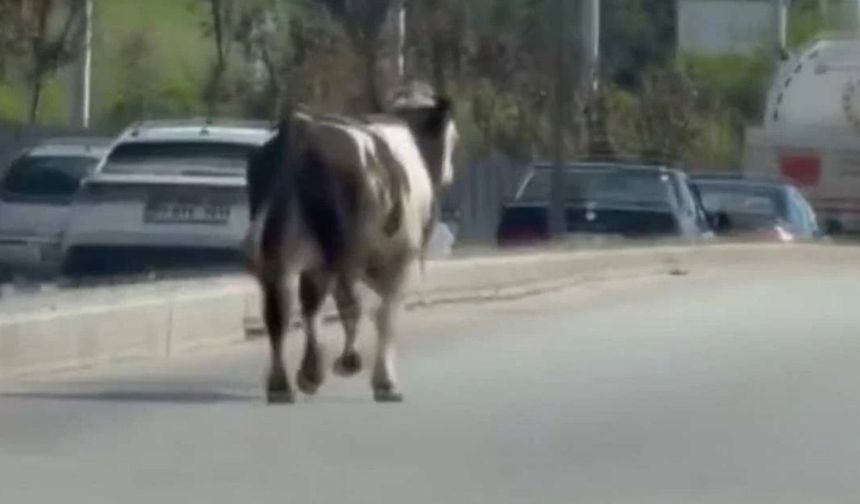 Sahibinin Elinden Kaçan Dana, Gölbaşı’nda Trafiği Birbirine Kattı