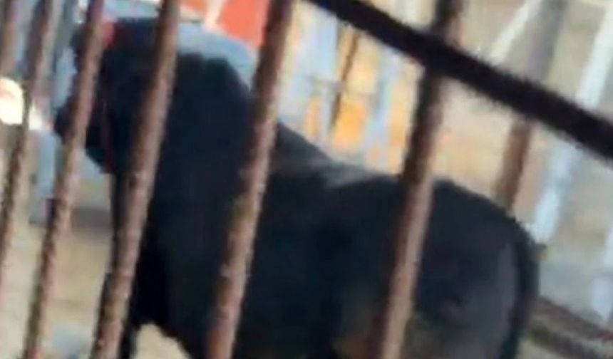 Kızılcahamam'daki Kesim Alanından Kaçan Dana Peşinden Koşturdu