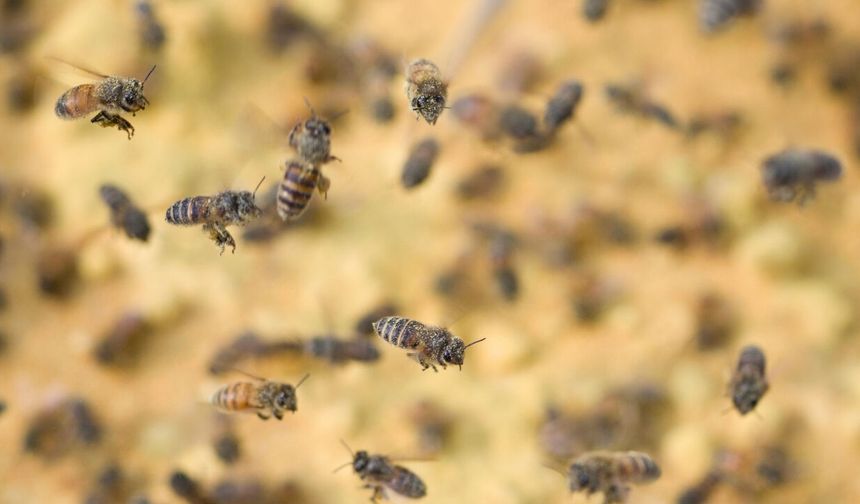 Beypazarı’nda Arıcılara Yüzde 75 Hibeli Arı Yemi Desteği