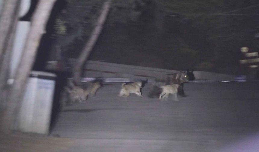 Soğuksu Milli Parkı'nda Başıboş Köpekler Ayılara Saldırıyor
