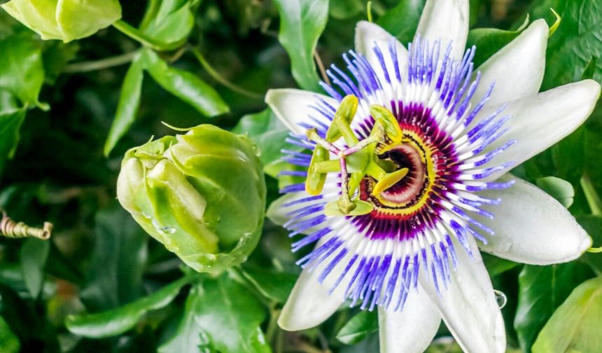 Passiflora Nedir? Çarkıfelek Çiçeğinin İlginç Hikayesi