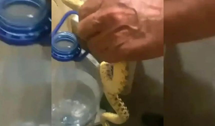 Polatlı'da Yılanlar Yerleşim Yerlerine İndi