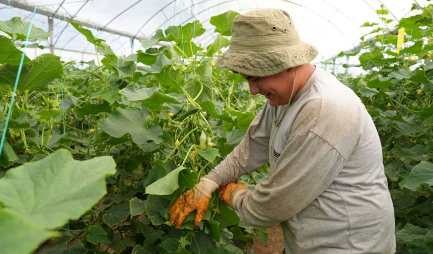 Çubuk Salatalığında Hasat Sezonu Bereketle Açıldı