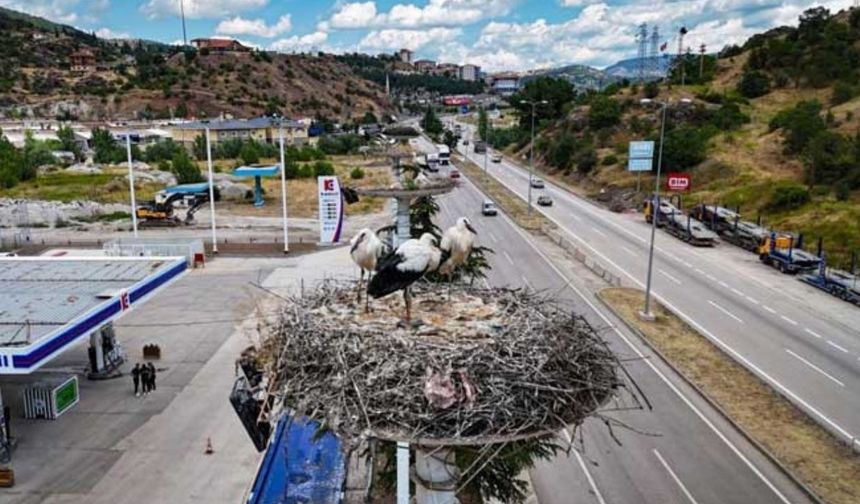 Kızılcahamam'daki Leylekler Yeni Yavrularıyla Binlerce Kilometrelik Göçe Hazırlanıyorlar