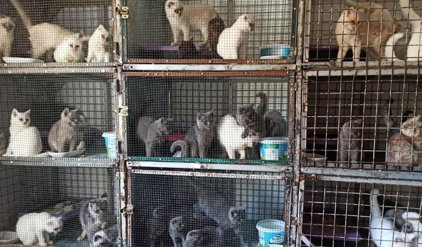 Ticaret Bakanlığından Kaçakçılığa Büyük Darbe: 58 Bin Hayvan Kurtarıldı