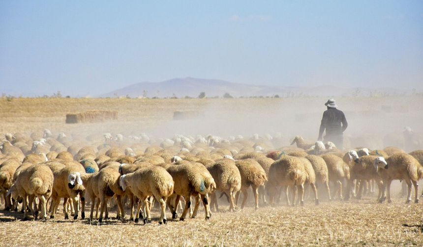Anadolu’nun Yerli Irk Damızlık Koyunlarına Büyük Talep: Et Randımanı Yüzde 45’i Aştı