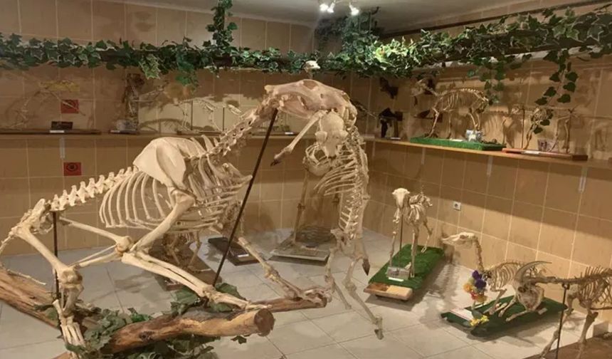 Ankara Üniversitesi Veterinerlik Fakültesi Anatomi Müzesi