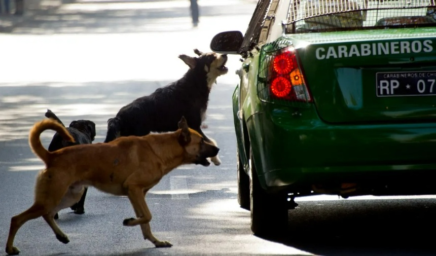 Köpeğinizi arabaları kovalamayı bırakması konusunda eğitmeye başlamadan önce, bu davranışı neyin tetiklediğini anlamak önemlidir.