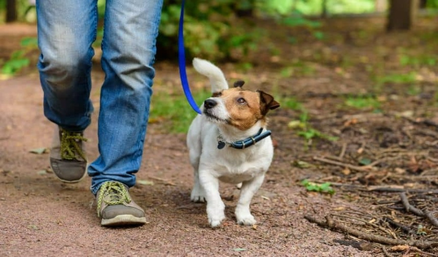 Köpeğin dürtüsünü hızlı bir şekilde durdurmak için ihtiyacınız olan kontrolü size veren eğitim yöntemlerini kullanın. En önemli odak noktası dürtü kontrolü olmalıdır. Köpeğiniz araba gibi kovalamak istediği bir tetikleyiciye maruz kaldığı anda sinyal verirseniz arabanın peşinden gitmek yerine size geri dönecektir.