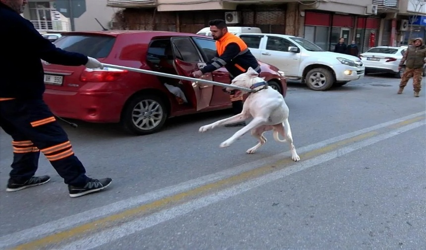 Kovalayan bir köpeğin 'yırtıcı içgüdüsü' denilen bir özelliği vardır. İçgüdüyü ise tanımlayan aşamalar vardır: görmek, yönlendirmek, takip etmek, kovalamak ve ısırmak.