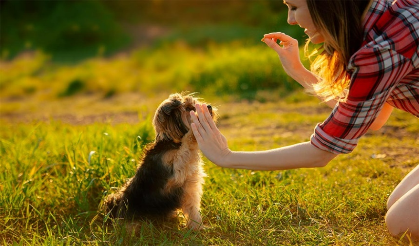 Yürüyüşe çıkarken köpeğinizi tasmalı tutmak önemlidir. Övgü ve ödül gibi olumlu pekiştirme yöntemlerine bağlı kaldığınızdan emin olun. Ceza, davranışı bir süreliğine bastırabilir, ancak köpeğinizin uzun vadede arabaları kovalamaya devam etme olasılığını artırır.