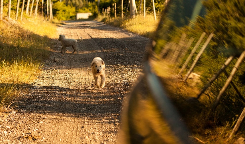 Hareket, özellikle de bir köpeğin yanından yüksek hızda geçen herhangi bir şey, bu yırtıcı içgüdüyü tetikleyecektir. 
Ancak evcil hayvanınız kovalamayı bıraksa ve karşıdan gelen bir aracı ısırıp öldürmeye çalışmasa bile, bu davranışı daha başlangıçta durdurmak çok önemlidir.