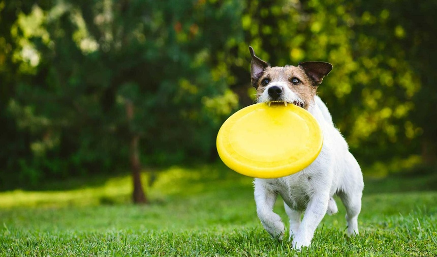 Bu tehlikeli davranışı engellemek için çalışan bazı eğitim yöntemleri vardır. Ancak bir eğitim rutinine başlamadan önce köpeğinizin yeterince egzersiz yaptığından emin olun. Günlük egzersiz ihtiyaçları karşılanmayan bir köpeğin yakacak fazladan enerjisi olabilir, dolayısıyla kovalayabilir.