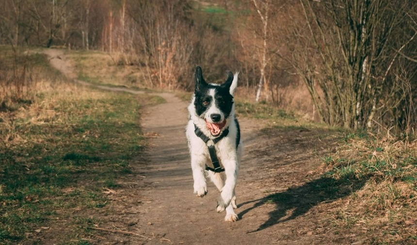 Her köpeğin yüksek bir yırtıcı içgüdüsü olabilir, ancak bazıları kovalamaya diğerlerine göre daha yatkındır. Cinsin bununla oldukça yakından bir ilişkisi bulunmaktadır. Mountain'ın açıkladığı gibi, başlangıçta avlanma ve sürü taşıma amaçlı olan teriyerlerin ve border collie'lerin güçlü bir kovalama içgüdüsü vardır.