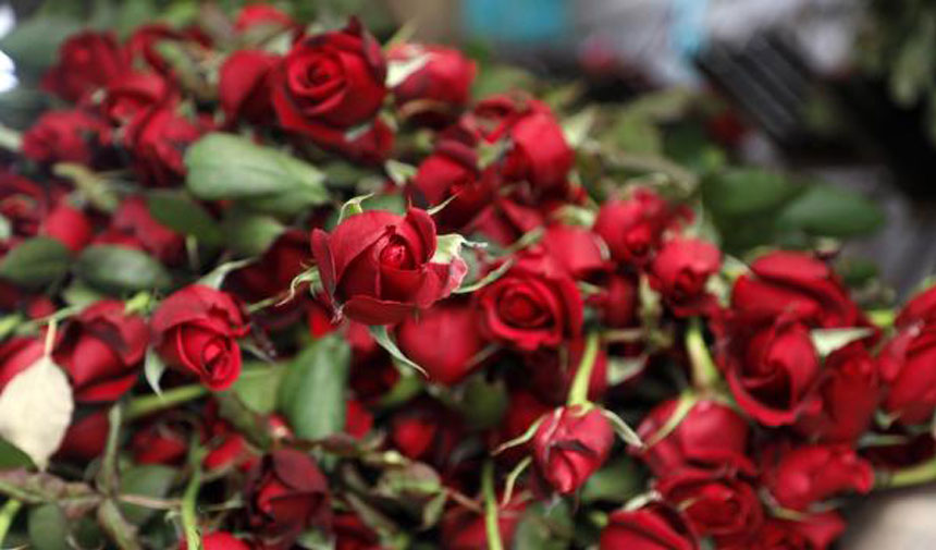 Sevgililer Günü Kırmızı Gül