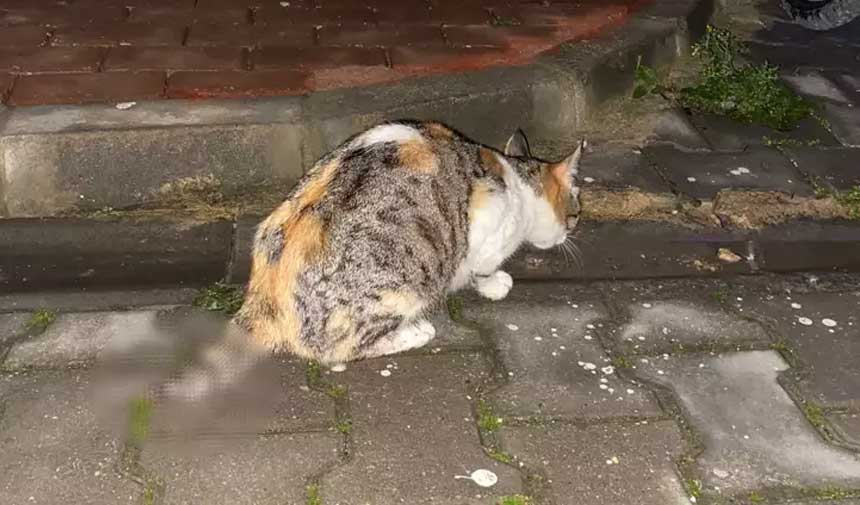 Anne Kedi