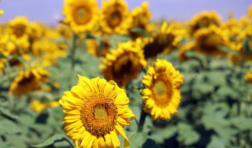 TİGEM’den 225 Bin Kilogramlık Ayçiçeği İhalesi