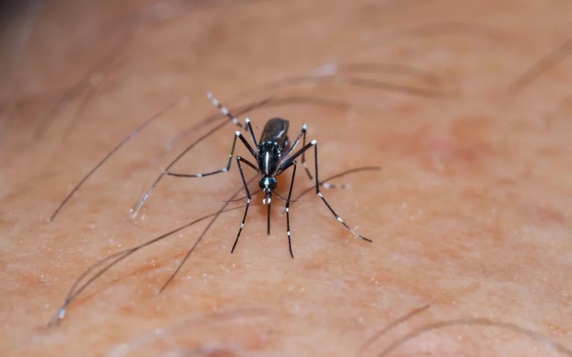 Sivrisinek Isırıkları Neden Kaşıntıya Neden Olur Görsel 2