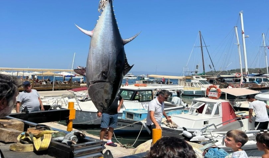 Bodrum’da Yakalanan Dev Balık Görenleri Şaşkına Çevirdi Görsel