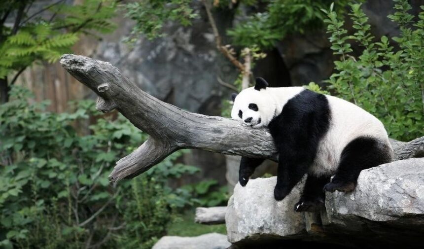 Çin’in Yumuşak Gücü: Panda Diplomasisi