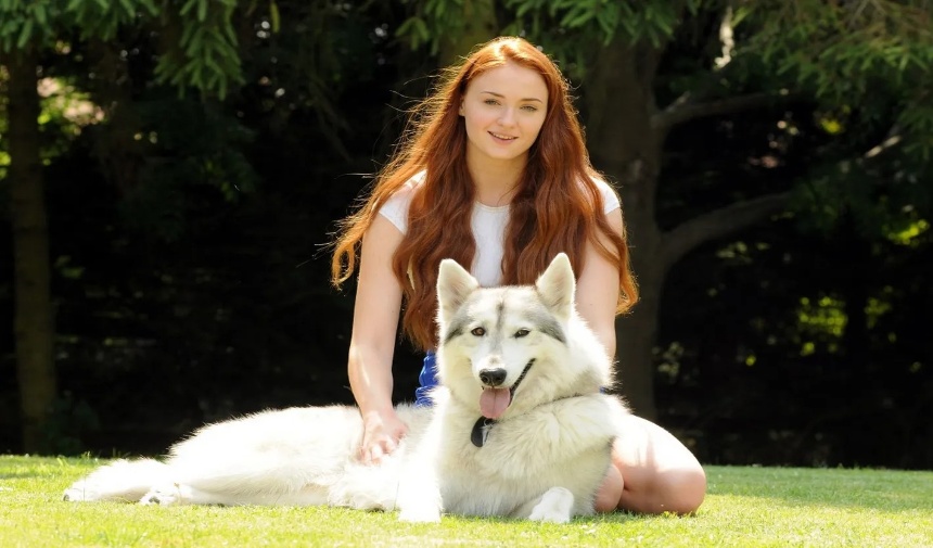 Sansa Ve Kurdu Game Of Thrones