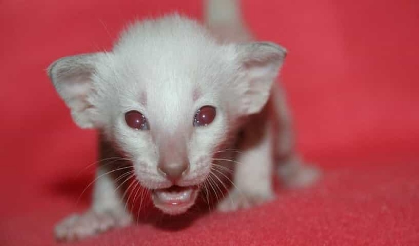 Albino Hayvanların Gözleri Neden Kırmızıdır Görsel 2