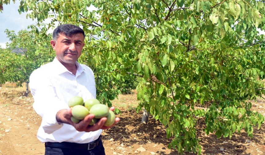 Kahramanmaraş'ın Çağlayancerit Cevizinde Rekor Hasat Görsel 1